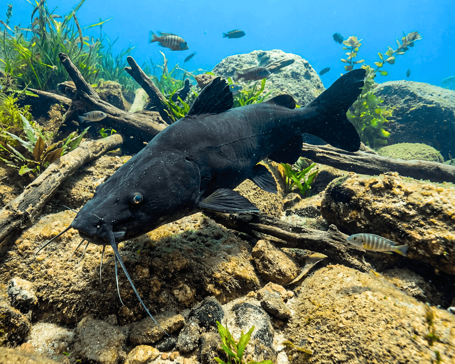 Bagrus meridionalis (Kapango)